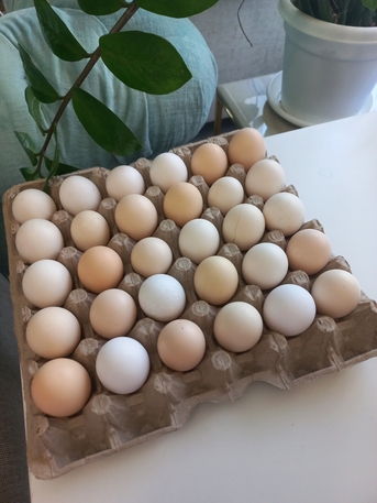Sanad, Food, BHD 2,  Bahraini Eggs | بيض بحريني