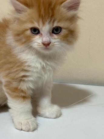 Riyadh, Pet Supplies, SAR 300,  Kittens For Sale