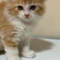 SAR 300,  Kittens For Sale