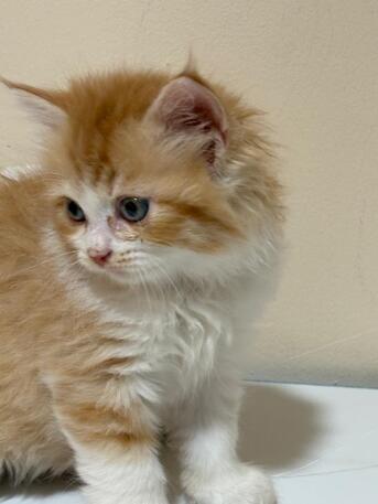 Riyadh, Pet Supplies, SAR 300,  Kittens For Sale