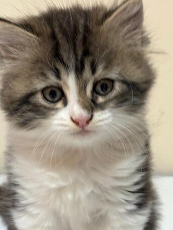 Riyadh, Pet Supplies, SAR 300,  Kittens For Sale