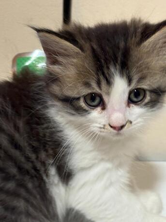 Riyadh, Pet Supplies, SAR 300,  Kittens For Sale