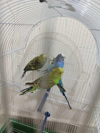 Jeddah, Pet Supplies, SAR 350,  🐦 4 Healthy Budgies With New Cage For Sale
