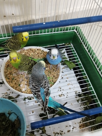 Jeddah, Pet Supplies, SAR 350,  🐦 4 Healthy Budgies With New Cage For Sale
