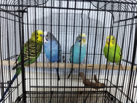Jeddah, Pet Supplies, SAR 350,  🐦 4 Healthy Budgies With New Cage For Sale
