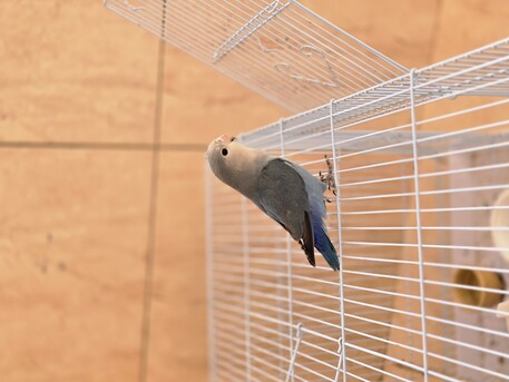 Ad Diriyah, Pet Supplies, SAR 140,  Love Bird For Sale, Single Male