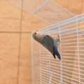 SAR 140,  Love Bird For Sale, Single Male