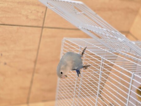 Ad Diriyah, Pet Supplies, SAR 140,  Love Bird For Sale, Single Male