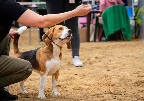 Ahmedabad, Pet Sitting, Dog Training Service In Ahmedabad