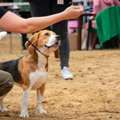 Dog Training Service In Ahmedabad