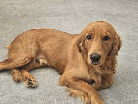 Riyadh, Furniture, SAR 2800,  GOLDEN RETREIVER 9 MONTHS OLD For Sale