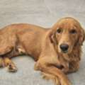 SAR 2800,  GOLDEN RETREIVER 9 MONTHS OLD For Sale