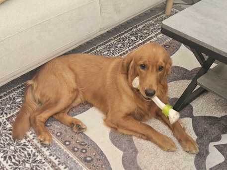 Riyadh, Furniture, SAR 2800,  GOLDEN RETREIVER 9 MONTHS OLD For Sale