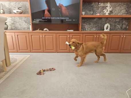 Riyadh, Furniture, SAR 2800,  GOLDEN RETREIVER 9 MONTHS OLD For Sale