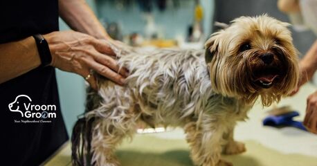 Dubai, Pet Sitting, Need A Certified Mobile Pet Groomer In Dubai? Schedule Today!
