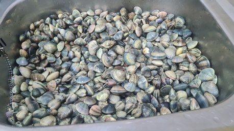 Manama, Farm & Garden, BHD 2,  Fresh Clams Minimum 5 Kg Delivery Near Manama