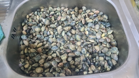 Manama, Farm & Garden, BHD 2,  Fresh Clams Minimum 5 Kg Delivery Near Manama