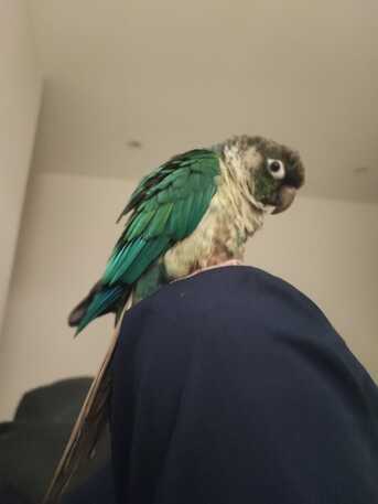 Al Aziziyah, Pet Supplies, SAR 500,  Green Cheek Conure For Adoption With Free Spacious Cage Worth 200 SAR