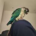 SAR 500,  Green Cheek Conure For Adoption With Free Spacious Cage Worth 200 SAR