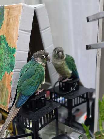 Al Aziziyah, Pet Supplies, SAR 500,  Green Cheek Conure For Adoption With Free Spacious Cage Worth 200 SAR