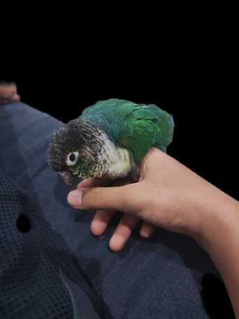 Al Aziziyah, Pet Supplies, SAR 500,  Green Cheek Conure For Adoption With Free Spacious Cage Worth 200 SAR