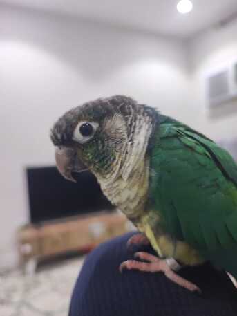 Al Aziziyah, Pet Supplies, SAR 500,  Green Cheek Conure For Adoption With Free Spacious Cage Worth 200 SAR