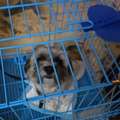 Dog Maltese Like Free
