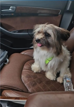 Khobar, Pet Supplies, Dog Maltese Like Free
