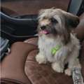 Dog Maltese Like Free