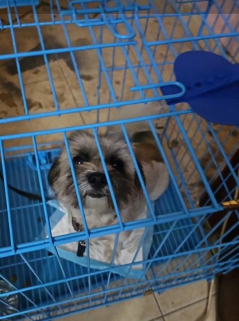 Khobar, Pet Supplies, Dog Maltese Like Free
