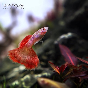 Montreal, Pet Supplies, CAD 90,  Freshwater Fish Canada