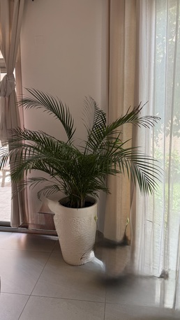 Manama, Appliances, BHD 40,  POTTED INDOOR PLANT / DECORATIVE PALM BAHRAIN
