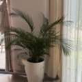 BHD 40,  POTTED INDOOR PLANT / DECORATIVE PALM BAHRAIN
