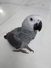 Lisbon, Pet Supplies, EUR 1000,  Congo African Grey Parrot For Sale - Adopt An African Grey Parrot