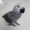 EUR 1000,  Congo African Grey Parrot For Sale - Adopt An African Grey Parrot