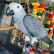 Lisbon, Pet Supplies, EUR 1000,  Congo African Grey Parrot For Sale - Adopt An African Grey Parrot