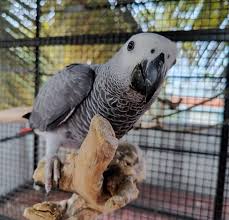 Lisbon, Pet Supplies, EUR 1000,  Congo African Grey Parrot For Sale - Adopt An African Grey Parrot