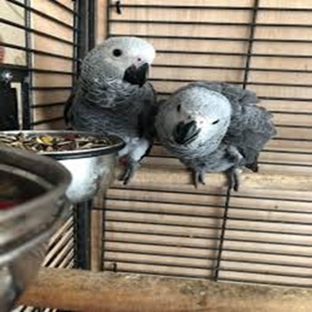 Lisbon, Pet Supplies, EUR 1000,  Congo African Grey Parrot For Sale - Adopt An African Grey Parrot
