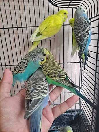 Riyadh, Pet Supplies, SAR 90,  Colorful Budgies Birds