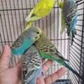 SAR 90,  Colorful Budgies Birds