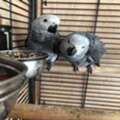 EUR 1200,  African Gray Parrot For Adoption | Male African Grey Parrot For Sale