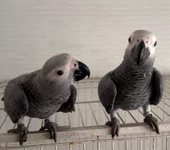 Lisbon, Pet Supplies, EUR 1200,  African Gray Parrot For Adoption | Male African Grey Parrot For Sale