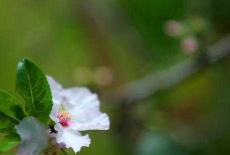 New York, Health, Holistic Wellness Care &ndash; Flower-Based Emotional Therapy