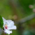 Holistic Wellness Care &ndash; Flower-Based Emotional Therapy