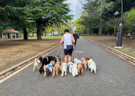 Ahmedabad, Pet Sitting, Dog Walkers In Ahmedabad