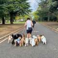 Dog Walkers In Ahmedabad