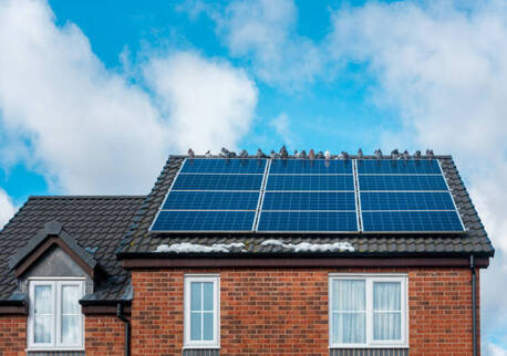 London, Business, Protect Your Roof With Anti Pigeon Netting For Long-Term Solar Safety