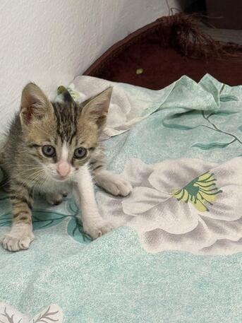 Al Malaz, Pet Supplies, 2 Months Old Kitten For Adoption