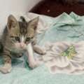 2 Months Old Kitten For Adoption