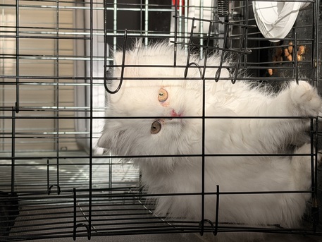 Dhahran, Pet Supplies, SAR 1500,  Pure White Doll-Face Persian Kitten (2-3 Mos) - Litter Trained
